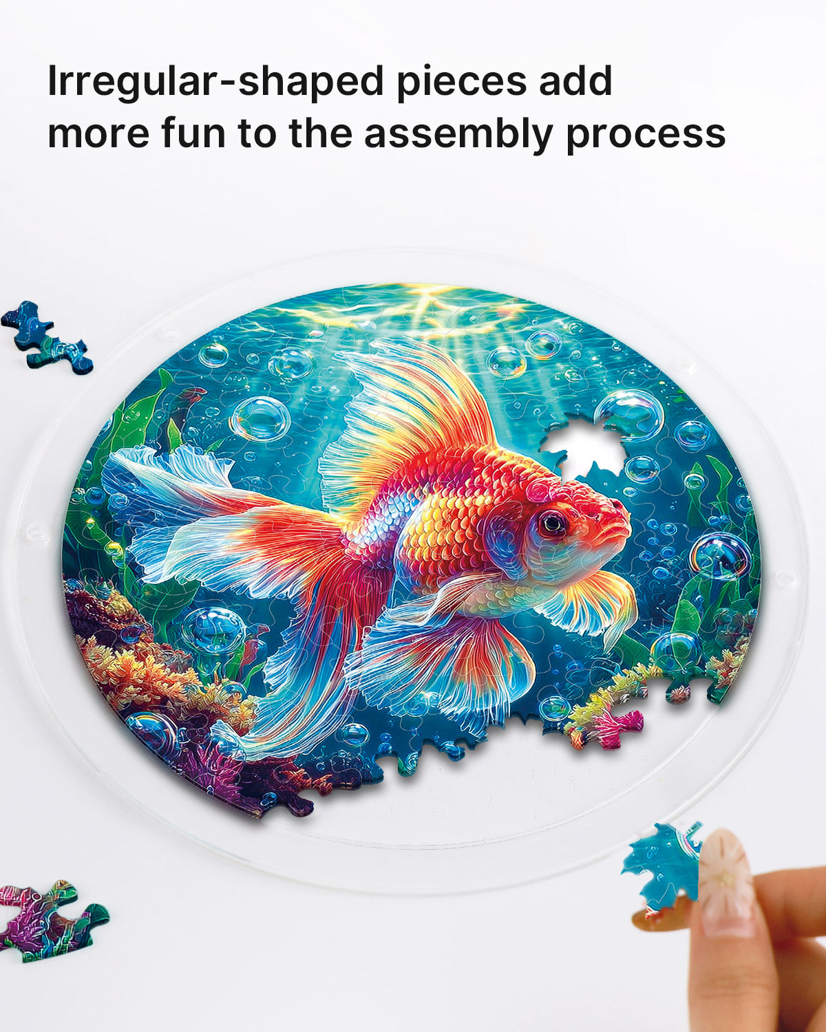 Starflame Goldfish - Acrylic Window Suncatcher